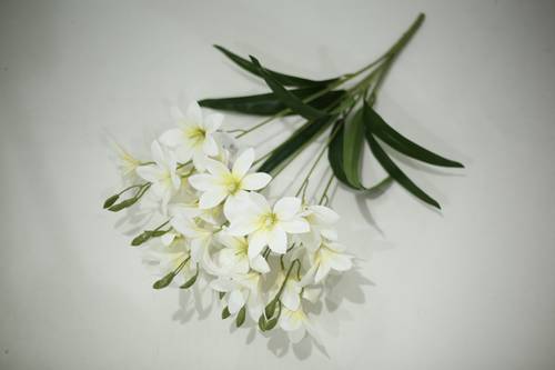 زهرة الزنبق ابيض