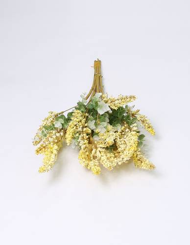 لافندر اصفر 