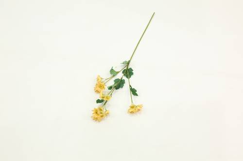 زهرة الاقحوان صغير بيج