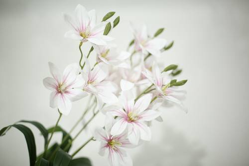 زهرة الزنبق ابيض على فوشي