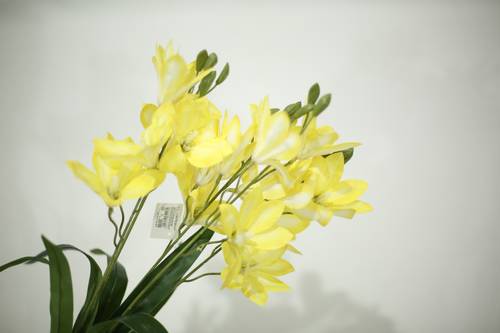 زهرة الزنبق اصفر