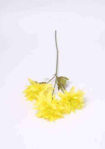 زهرة الاقحوان اصفر