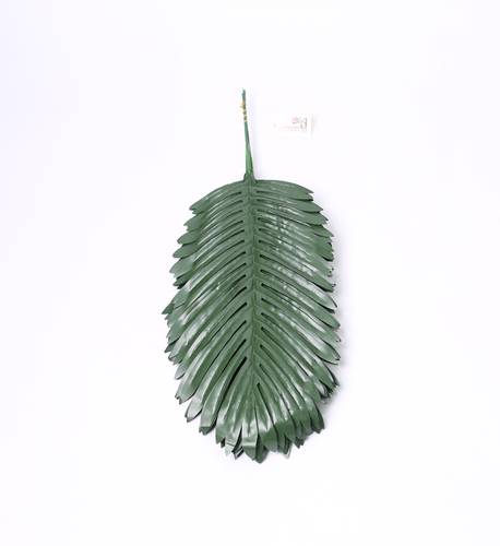 ورق نخل وسط اخضر
