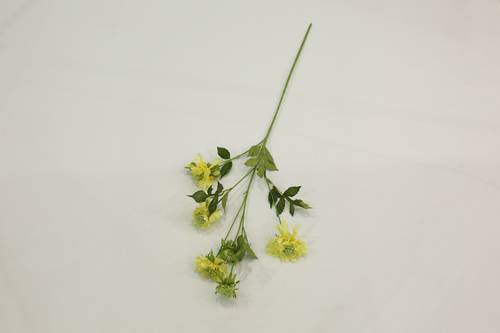 زهرة الاقحوان اصفر