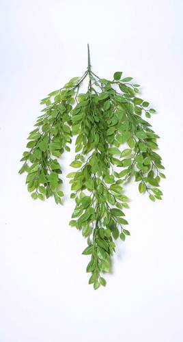 سفندر تعليق اخضر