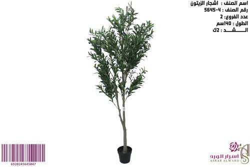 اشجار الزيتون