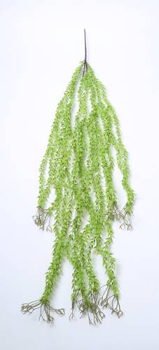 خيوط الصفصاف اخضر