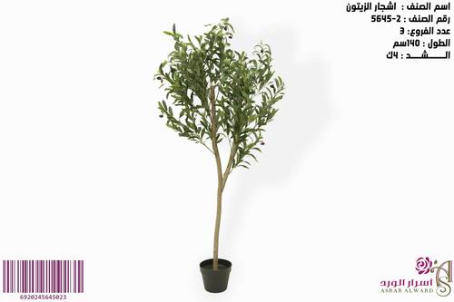 اشجار الزيتون 140سم
