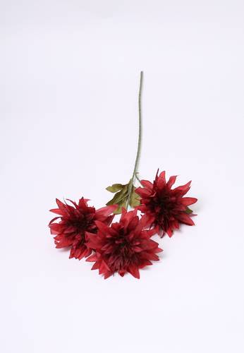 زهرة الاقحوان عنابي