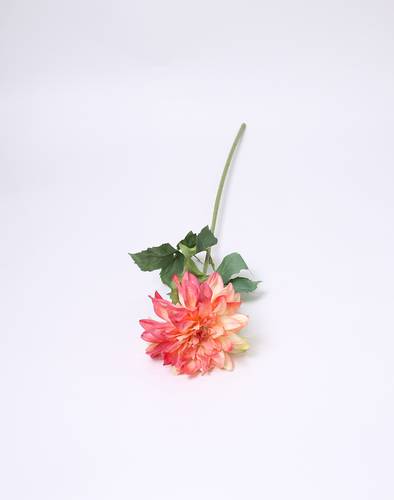 زهرة الاقحوان برتقالي