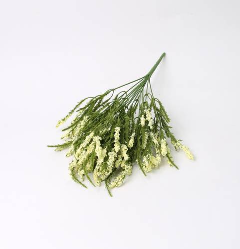 لافندر اصفر فاتح