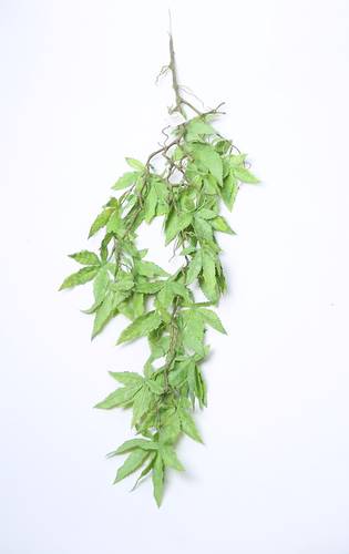 دلاية وخضار المرجوانه
