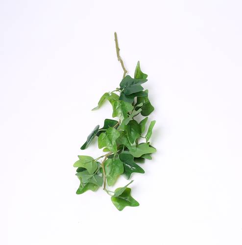 خضار ورق العنب اخضر