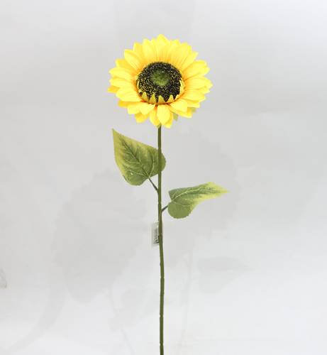 دوار الشمس اصفر