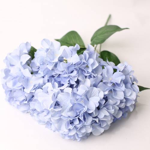 هدرنجاء ازرق فاتح