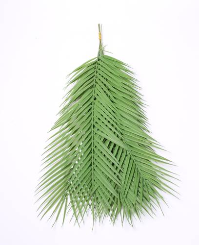 ورق نخل تنسيق ربطه اخضر