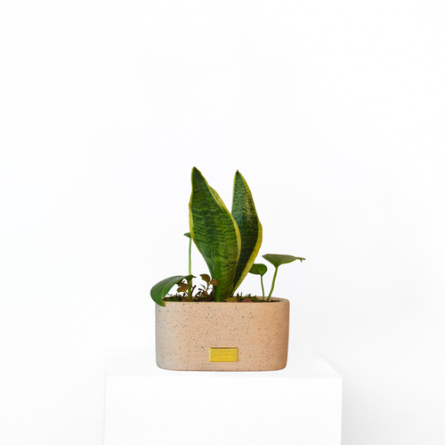 Indoor Arrangement