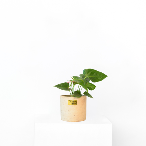 Anthurium