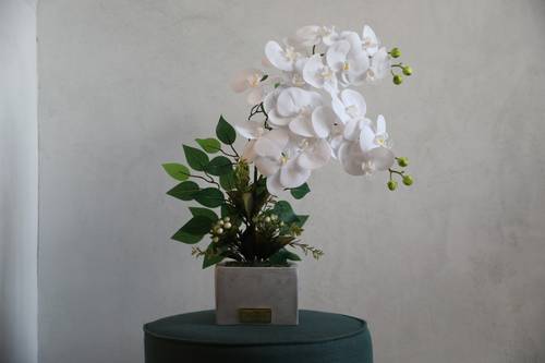 Orchid in Cement Pot