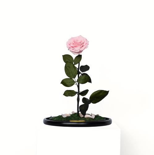 Single RB Bell Jar