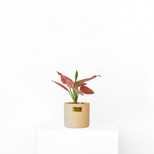 Pink Aglaonema
