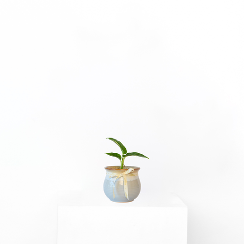 White Stem