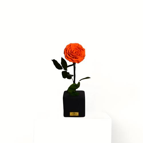 Square Cement Pot