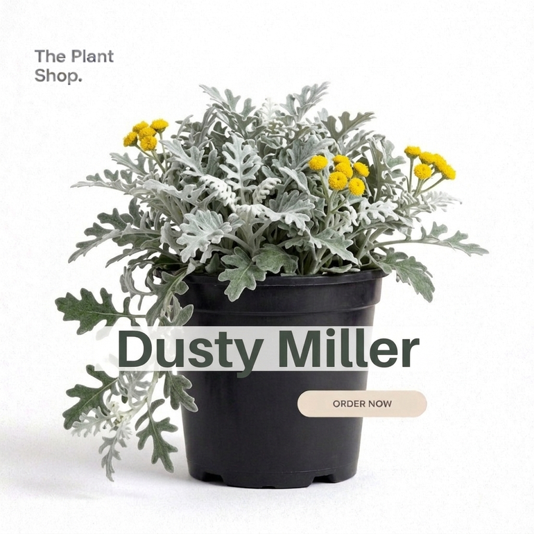 Dusty Miller
