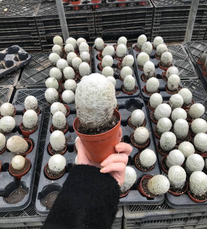 Mammillaria Plumosa
