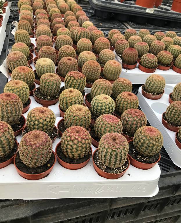 Hedgehog Cactus