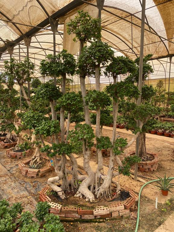 Full Size Bonsai Tree - Majestic