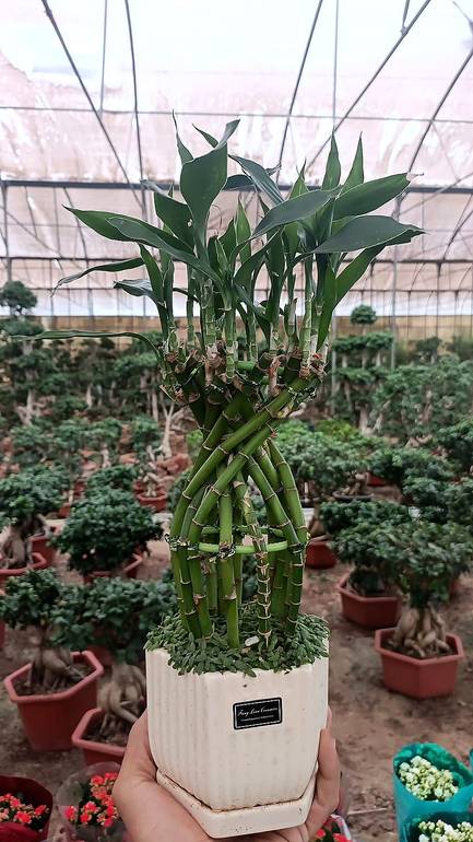 Bamboo Cage