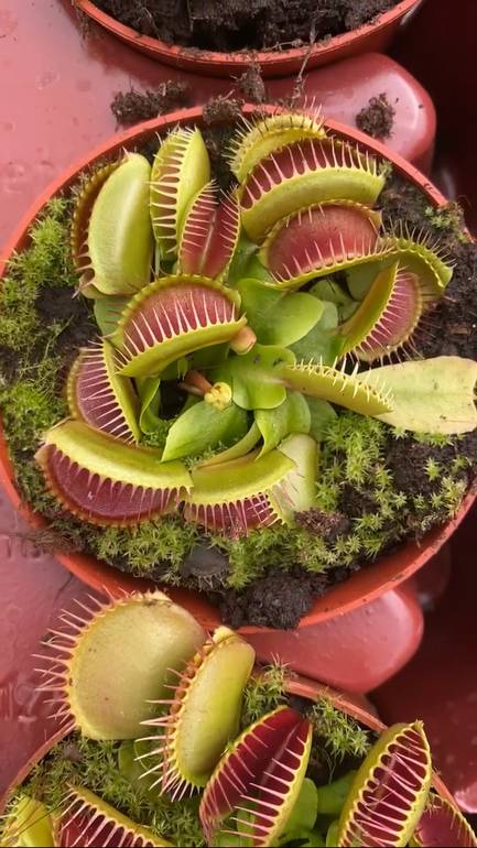 Venus Fly Trap