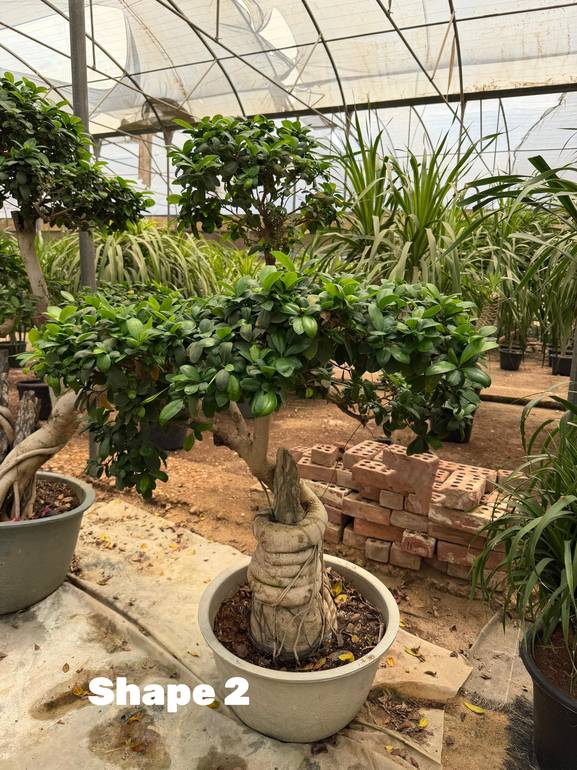 Bonsai Shape 2