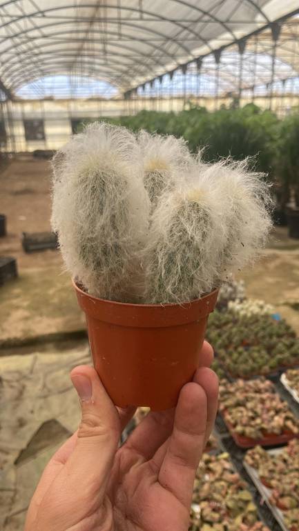 Espostoa Cactus