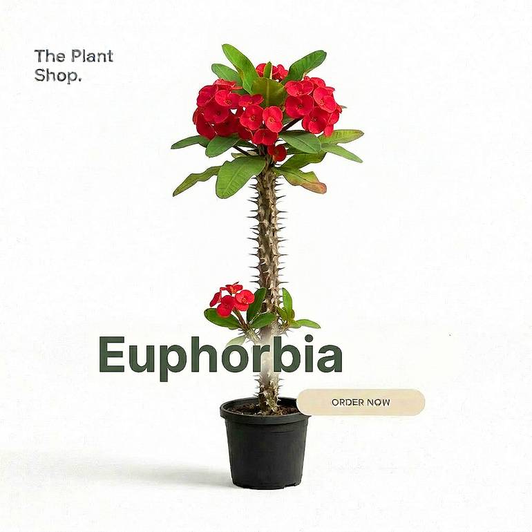 Euphorbia