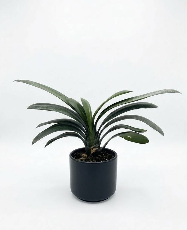 Clivia miniata