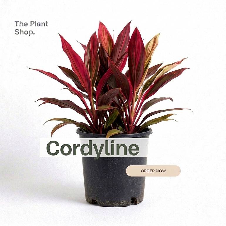 Cordyline