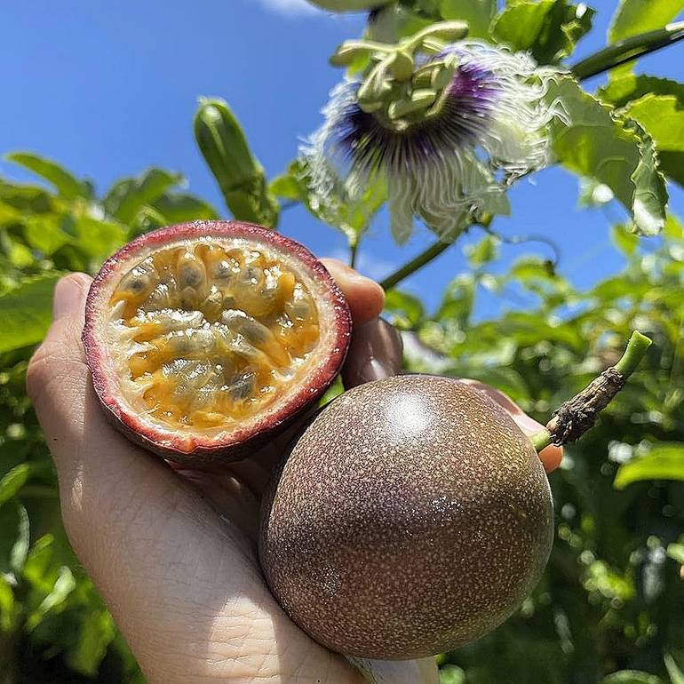 Passion Fruit 