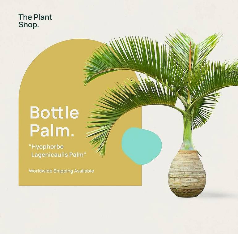 Bottle Palm