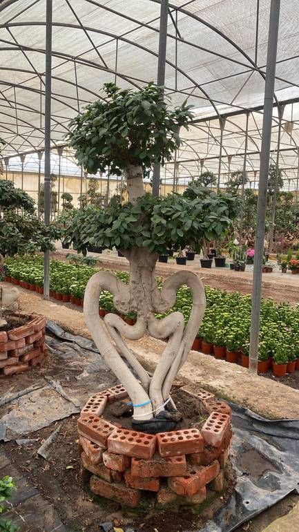 BONSAI TREE - CUPID (1.5m)