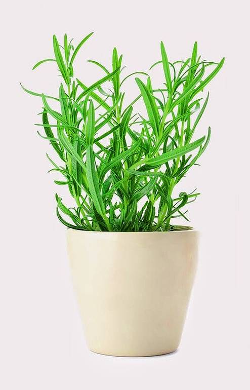 Rosemary 