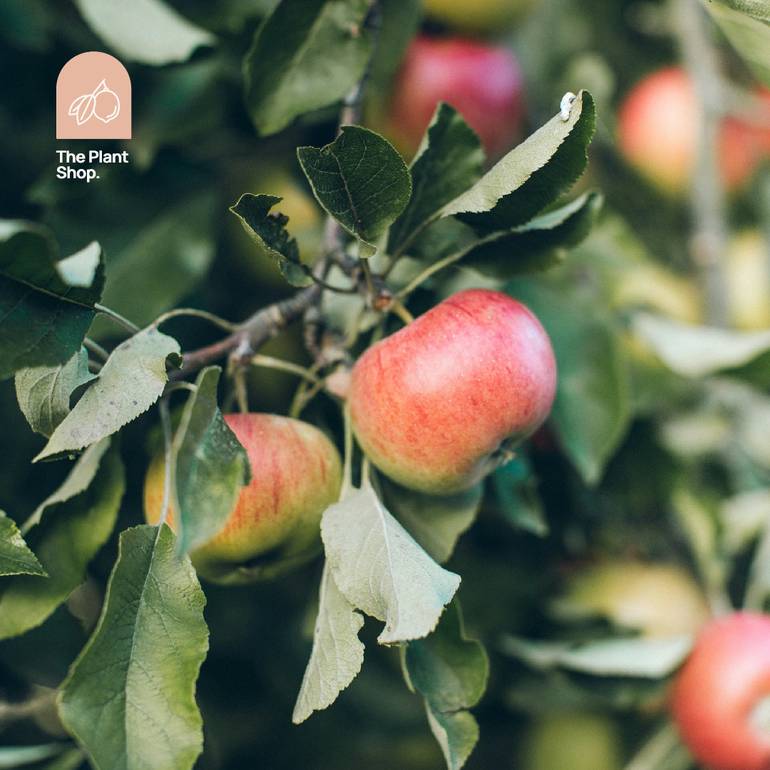 Apple Tree