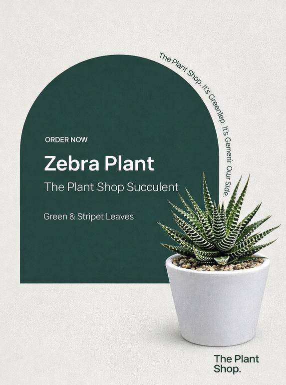Zebra Plant