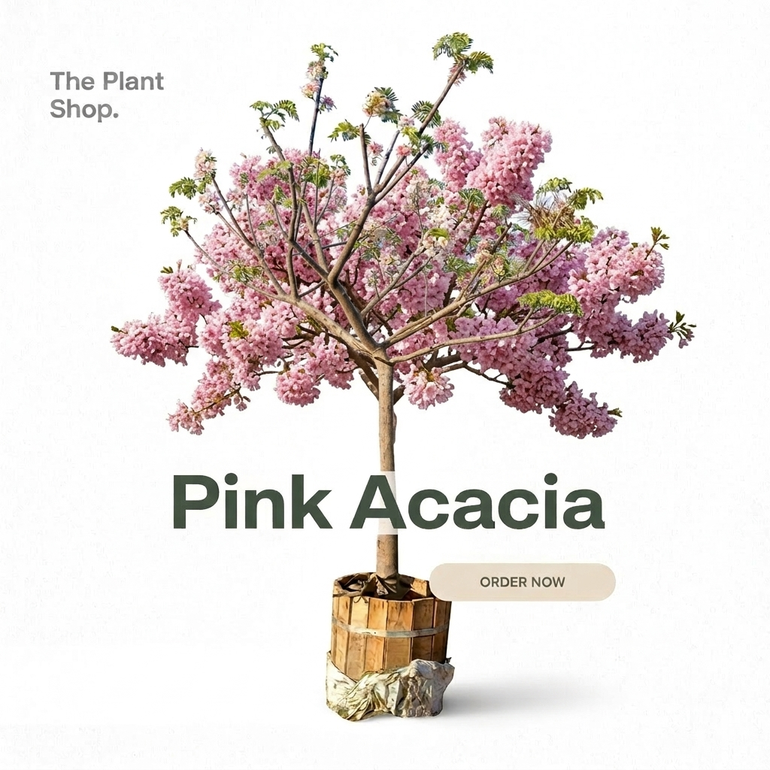 Pink Acacia