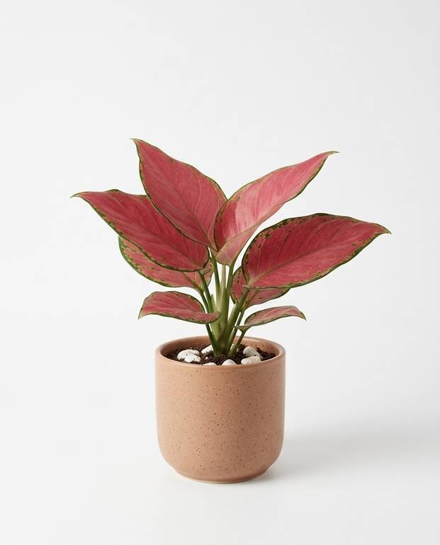 Aglaonema Super
