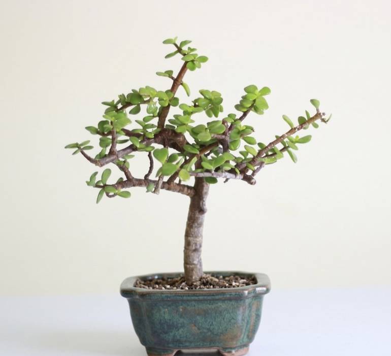 Jade