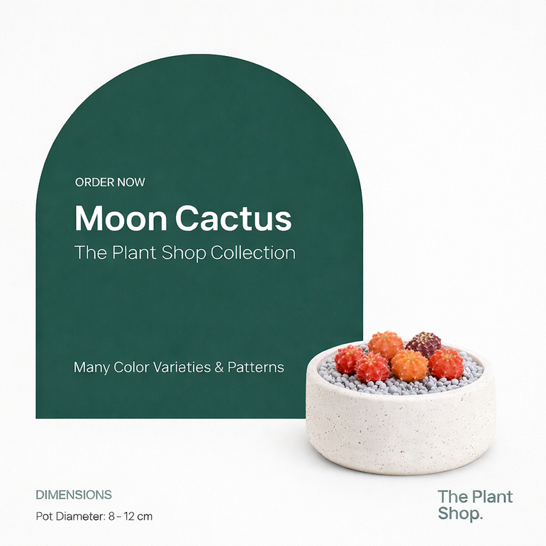 Moon Cactus 