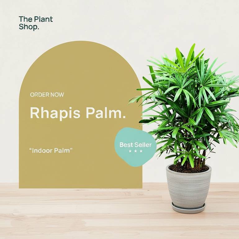 Rhapis 