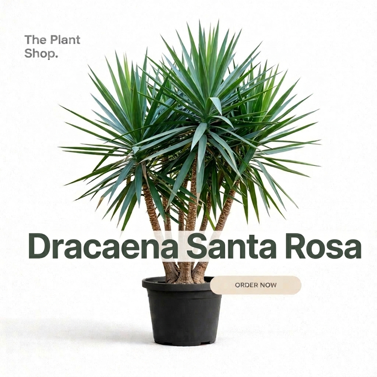 Dracaena Santa Rosa Outdoor